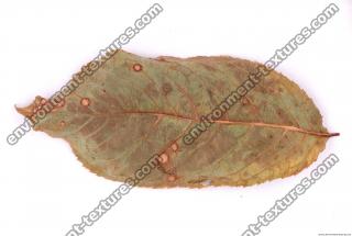 Photo Texture of Leaf 0016